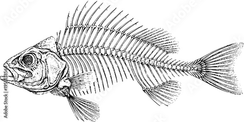 Vintage Anatomical Illustration of Fish Skeleton Engraving on Paper Texture