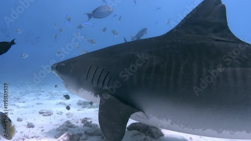 Wildlife underwater - Tiger Sharks Passing Through Clear Blue Waters