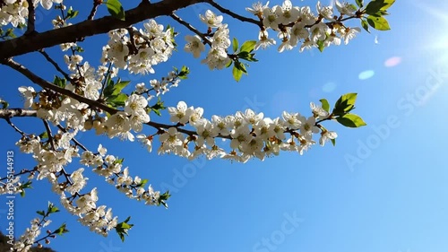 Low angle view of blooming white cherry blossom branches against a bright blue sky on a sunny day