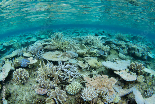 Foto Fragile corals thrive in extremely shallow water in Fiji's Bligh Channel