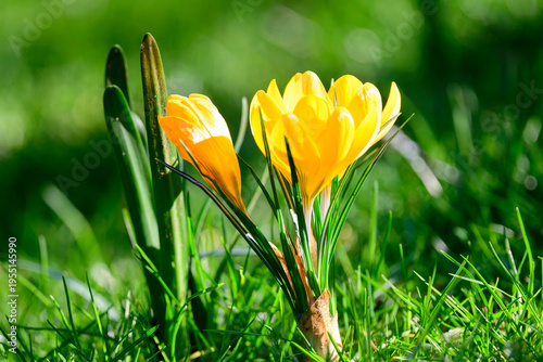 Golden Crocuses Blooming in Sunlit Spring Grass