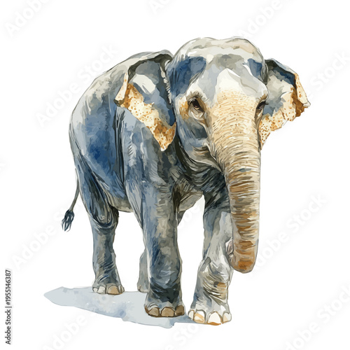 watercolor of Asian Elephant draw, isolated on a white background.