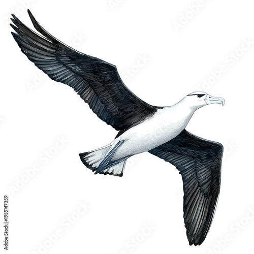 Albatross, vibrant painting vector in watercolor style with playful brushwork and lively colors, isolated on a white background.