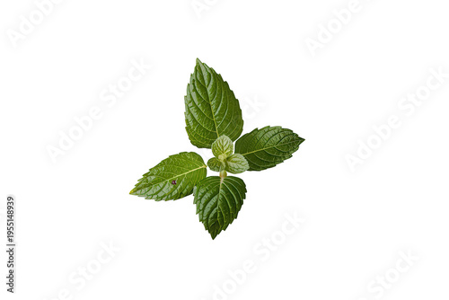 Fresh green mint leaves branching out, ready for use in cooking, teas, and essential oils, with a transparent background