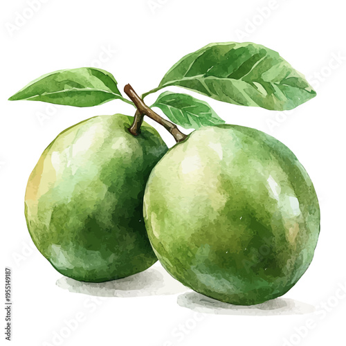 White Sapote, graceful vector watercolor painting with soft flowing strokes and subtle highlights, isolated on a white background.