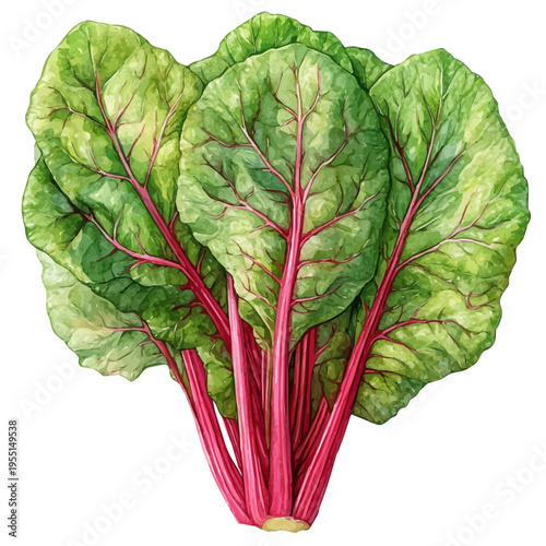 Swiss Chard, graceful vector watercolor painting with soft flowing strokes and subtle highlights, isolated on a white background.