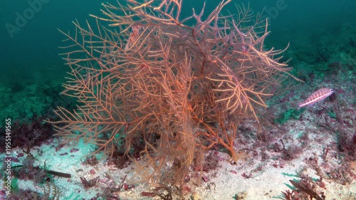 Deep underwater - Red gorgonian -soft coral- in cloudy water