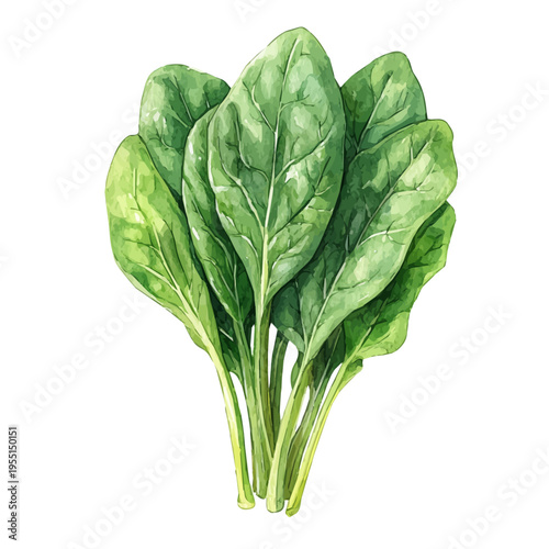 Spinach, vibrant painting vector in watercolor style with playful brushwork and lively colors, isolated on a white background.