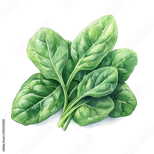 Spinach, vibrant painting vector in watercolor style with playful brushwork and lively colors, isolated on a white background.
