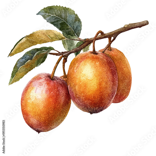 Sapodilla, delicate painting watercolor vector with vivid brush accents, isolated on a white background.