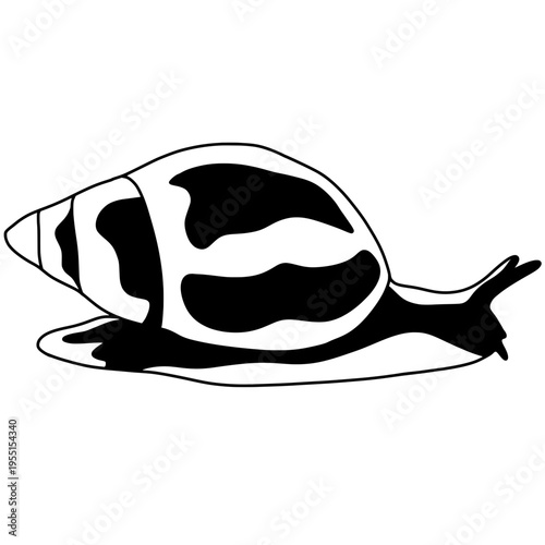 Snail with patterned shell crawling slowly across a surface, featuring a simple organic form. Nature themed design suitable for wildlife concepts, education, ecology topics, and decorative graphics.