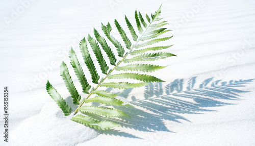 Vibrant green fern leaf resting gracefully on pristine white sand, casting a long, delicate shadow under the natural light