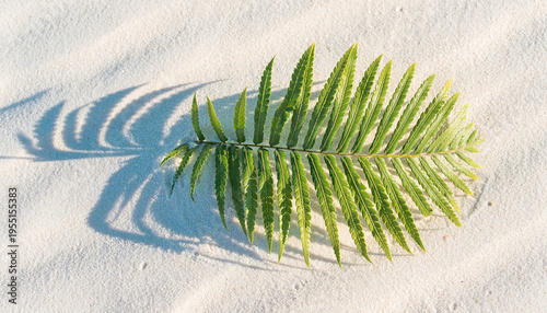 Tropical Palm Frond Casting a Shadow on White Sand Beach