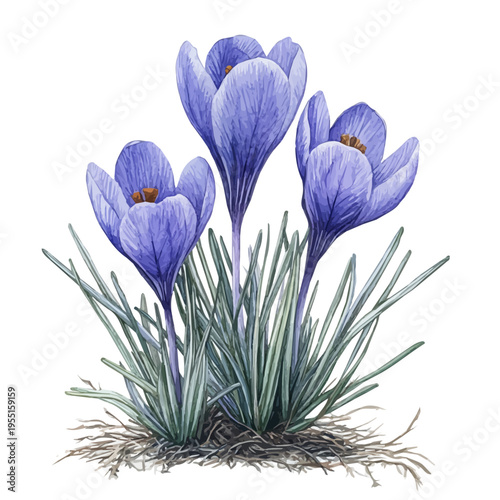 Spring Flowers, serene watercolor vector artwork with smooth washes of color and refined textures, isolated on a white background.
