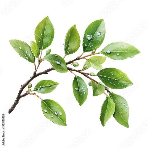 Spring Dew, whimsical watercolor vector illustration with vibrant highlights and delicate strokes, isolated on a white background.