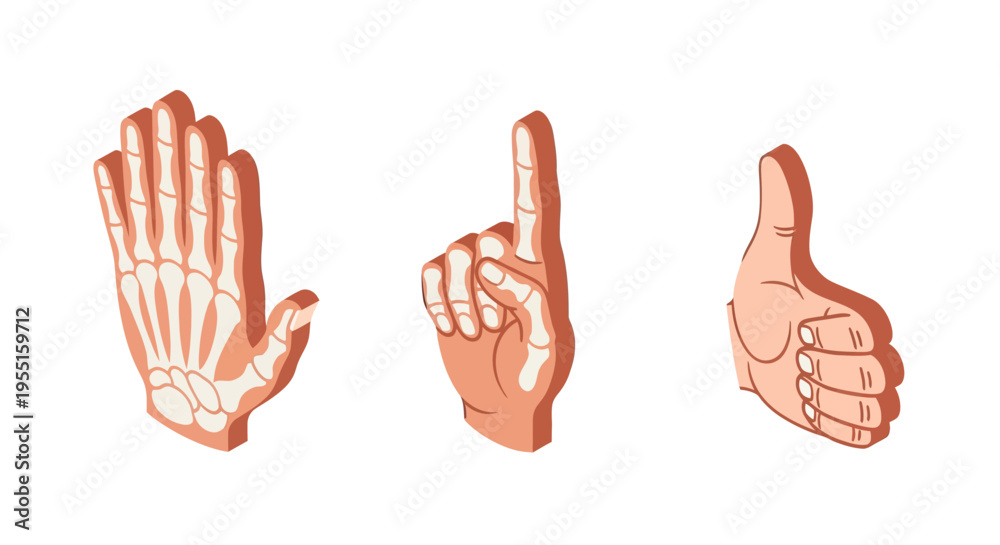 Fototapeta premium Isometric hand gestures with x-ray effect - skeleton, pointing, thumbs up