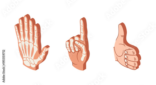 Isometric hand gestures with x-ray effect - skeleton, pointing, thumbs up