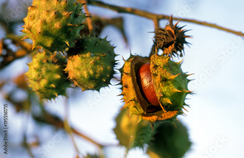 Konstfotografi kasztanowiec pospolity (Aesculus hippocastanum), znany również jako kasztanowiec