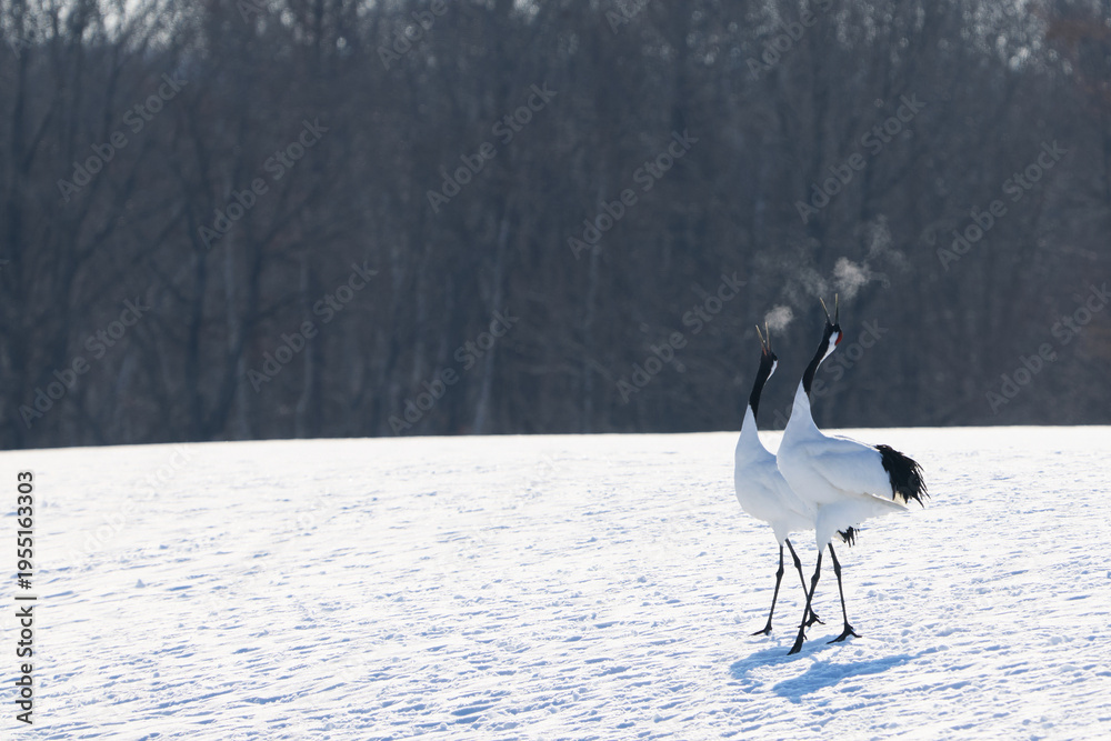 Fototapeta premium 鳴いている鶴