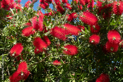 фотографія Red bottlebrush flowers on tree with green leaves, Callistemon blooming plant, v