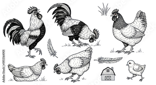 Farm Animals: Roosters, Hens, Chick, Barn, Feathers, Grass - Hand Drawn Sketch