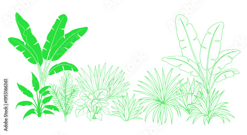 Tropical Jungle Plants Illustration - Green Line Art Botanical Elements