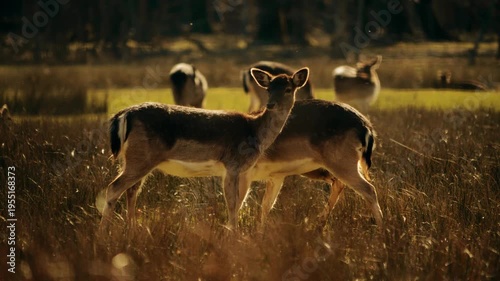 Fallow Deers Standing In Tall Grass In Warm Sunlight