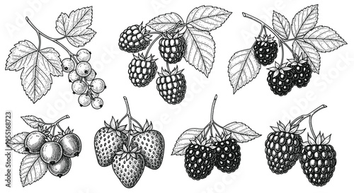 Hand-Drawn Berry Collection: Strawberries, Raspberries, Blackberries, Currants