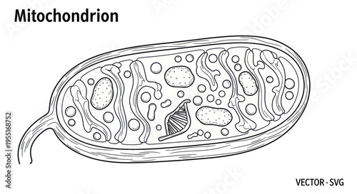 Mitochondrion Diagram: Cell Organelle, Energy Production, Biology Illustration