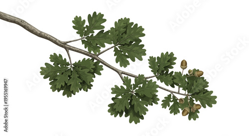 A picturesque depiction of a solitary oak branch, laden with fresh green leaves and a cluster of developing acorns, isolated on a clean white canvas for versatile design