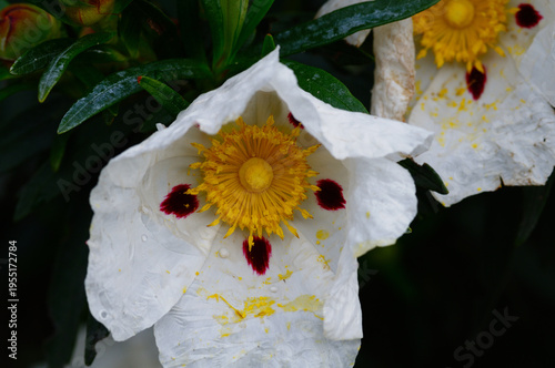 Rockrose