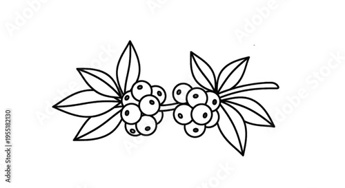 Vector illustration of hand drawn illustration of coffee branch with berries and leaves