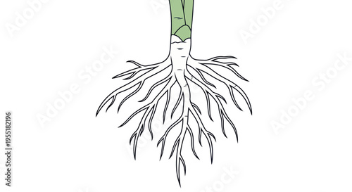 Detailed illustration of plant root system.