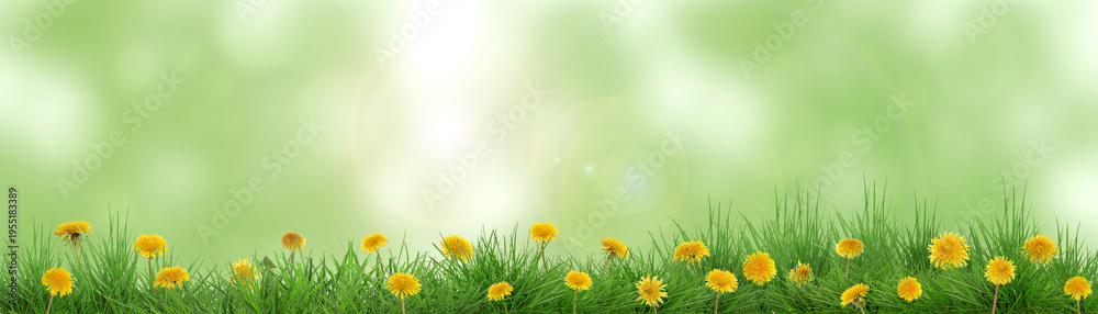 Fototapeta premium Yellow dandelions growing among lush grass against blurred green background, banner design. Spring season