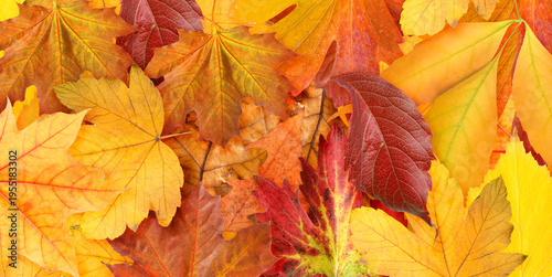 Bright autumn leaves as background, banner design. Fall season
