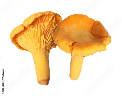 Fresh wild chanterelle mushrooms isolated on white