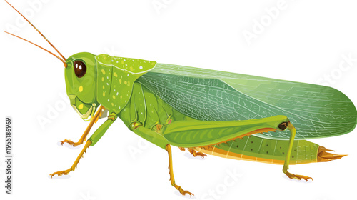 A vibrant, detailed illustration of a grasshopper with a transparent wing