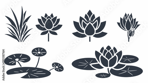 Botanical illustration showcasing water lilies, lotus flowers, and aquatic grass silhouettes