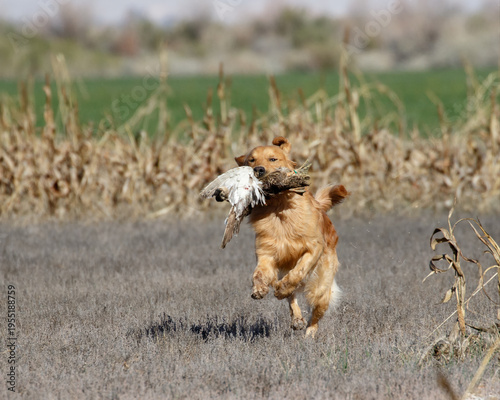 Golden retriever dog in a field with a duck during a hunt test