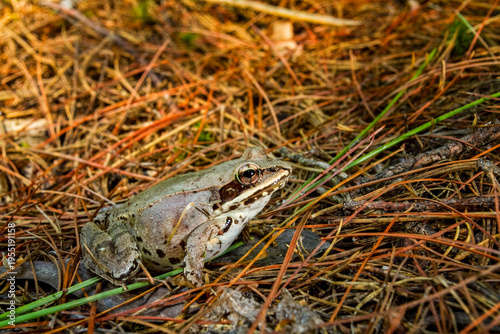 Fotografie Wood frog on a pine needle duff on the forest floor