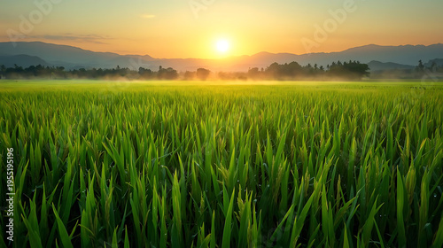 Serene sunrise over lush green rice field with misty mountains in background, evoking feelings of peace and tranquility in nature