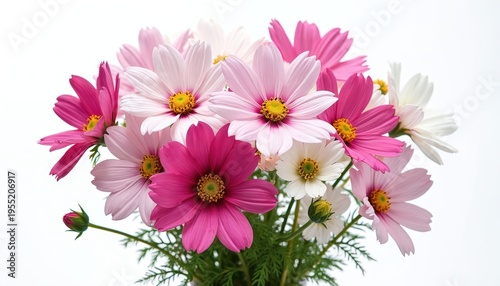 Cosmos flowers in pink and white hues fill a vase. Delicate petals surround yellow centers. Green stems and leaves provide contrast. Isolated on a clean white backdrop.