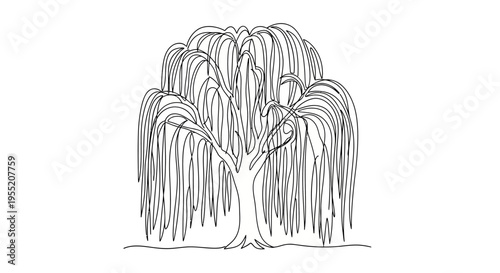 Weeping Willow Tree Continuous Line Art Minimalist Black and White Illustration Isolated on White Background