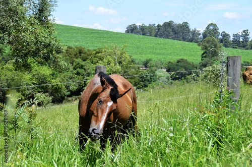 Mangalarga Marchador horse with brown coat in the field grass on a sunny day
