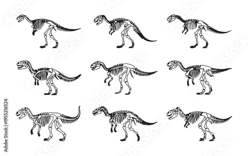 Dinosaur skeleton set, ancient reptile fossils, prehistoric animal bones, science museum display