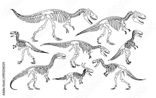 Dinosaur skeleton collection featuring various predatory species and herbivore remains in white background