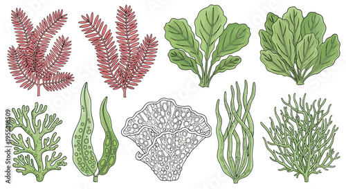 Collection of Various Leaves, Ferns, Seaweed, and Herbs in Botanical Illustration.