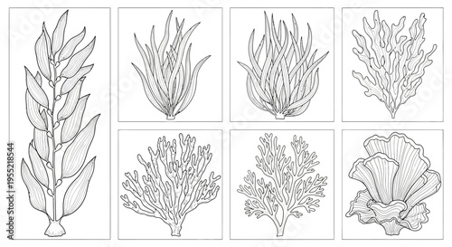 Collection of botanical style drawings showing diverse seaweed and coral specimens in grayscale panels.