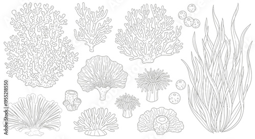 Diverse collection of grayscale marine plants including seaweed, coral, and underwater flora illustrated in botanical style.