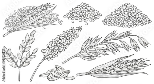 Sketch compilation of various plant leaves, seeds, and grains in botanical linework.